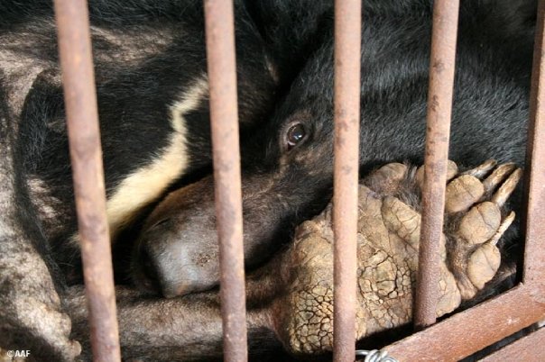 Bear in a bile farming cage.