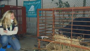 Bear in a bile farming cage.