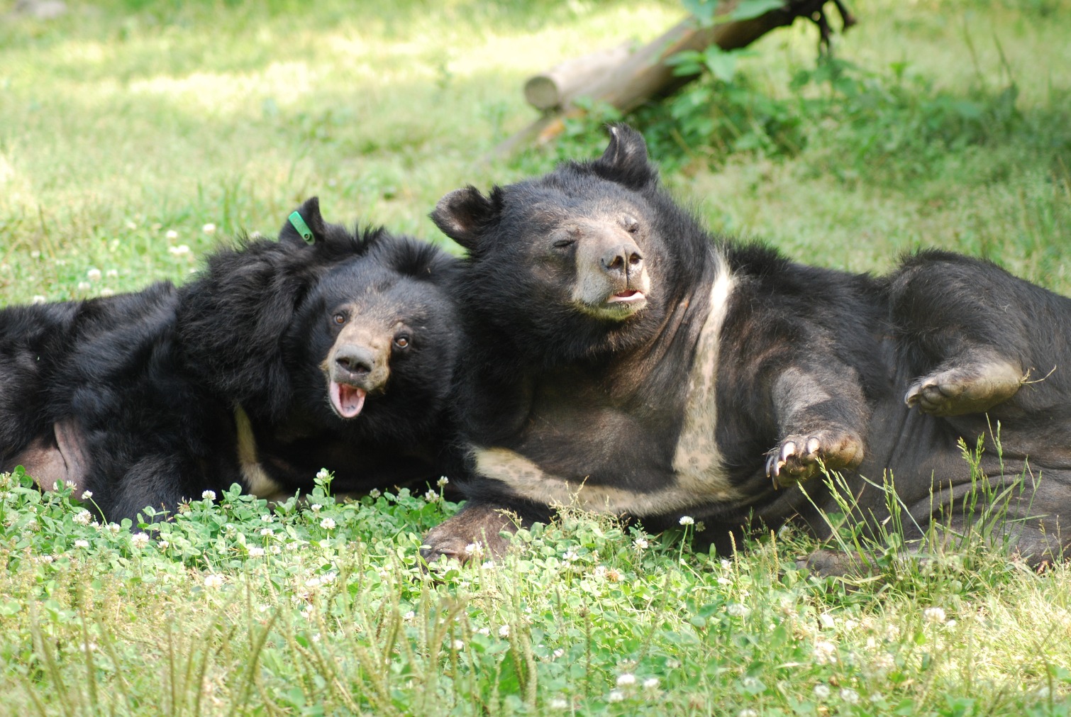 Bears Pippin & Bronwyn.