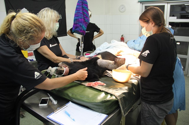 Animals Asia's veterinary team at work on a bear.