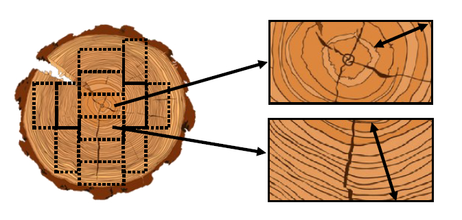 More On Growth Rings And Density Centre For Wood Science Technology