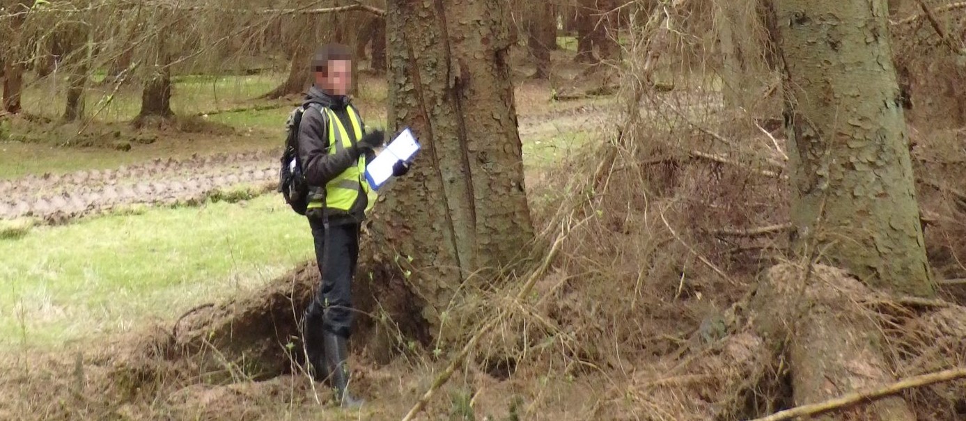 Cracks in Sitka spruce being inspected