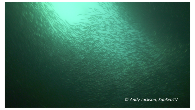 Shoal of herring in the green waters off the west coast of Scotland.
