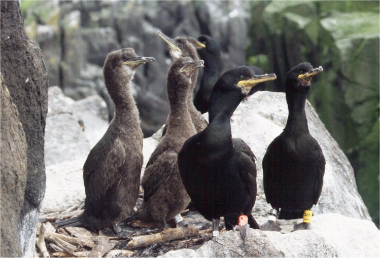 How does weather shape seabird relationships?