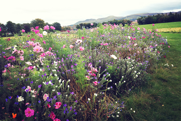 Wild flowers with view of hills