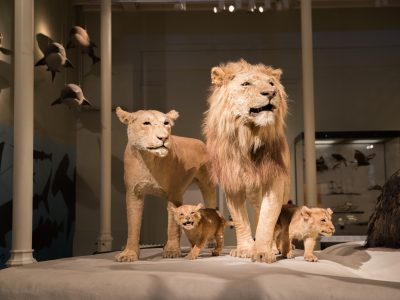 National Museum of Scotland lion and cubs