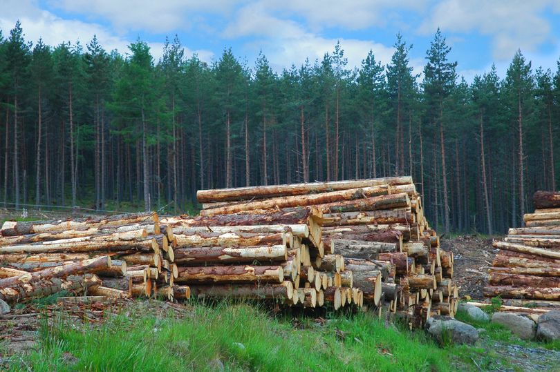 Scottish-timber